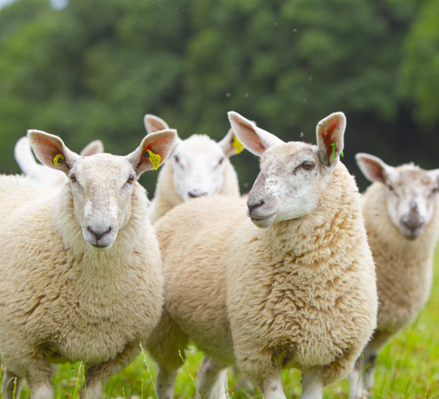 Ireland a Main Lamb Producer