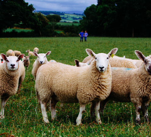 Sheep Farming in Ireland