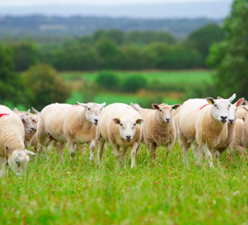 EU Lamb Production