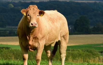 European Beef and Lamb Brochure